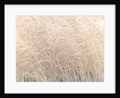 Brown reeds growing in water by Assaf Frank